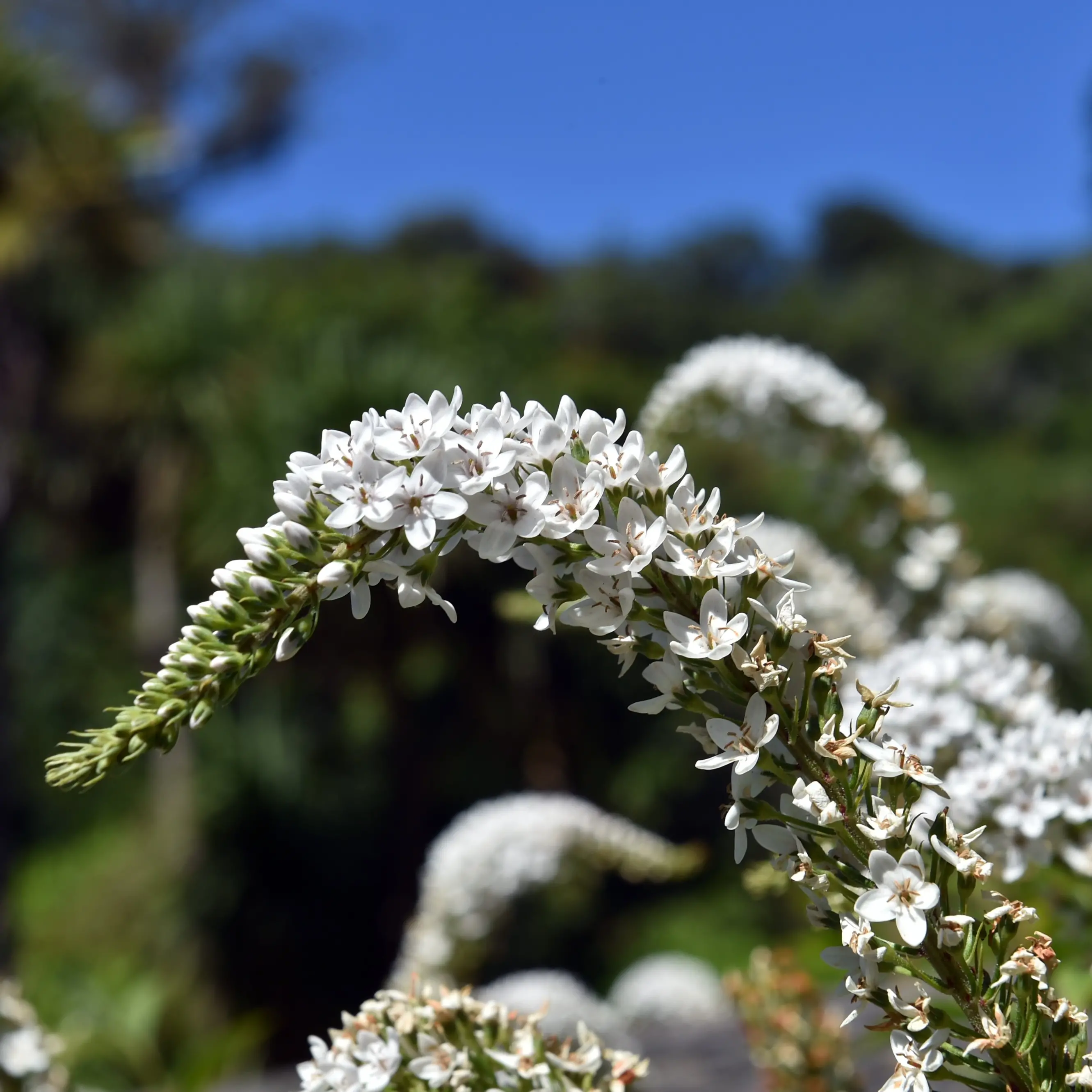 Flower displays at water garden