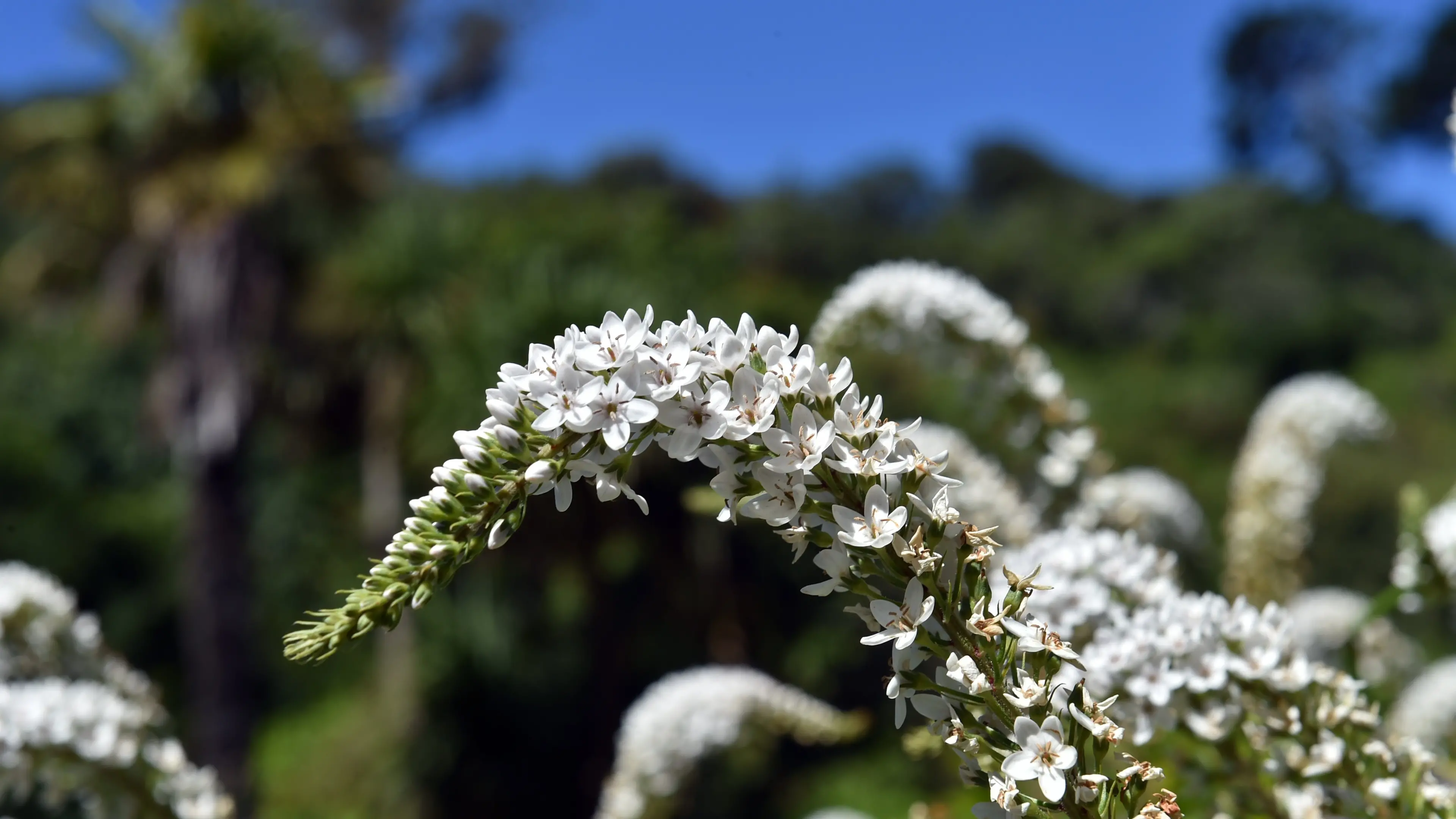 Flower displays at water garden