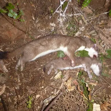 Stoats caught in ecosanctuary