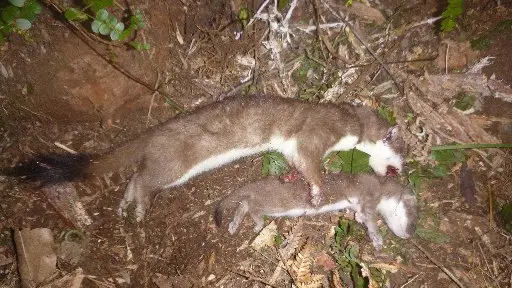 Stoats caught in ecosanctuary