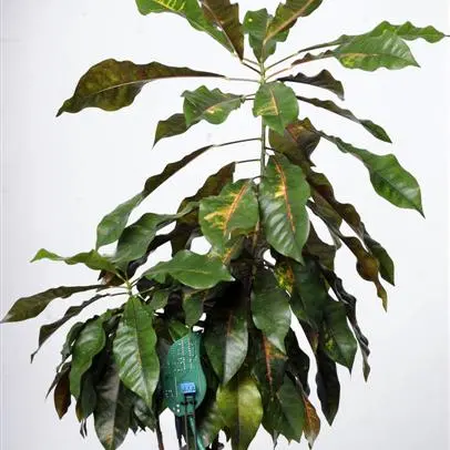 Twittering away with your plant