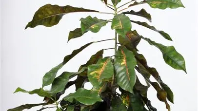 Twittering away with your plant