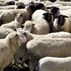 Profits of sheep, beef farmers dip