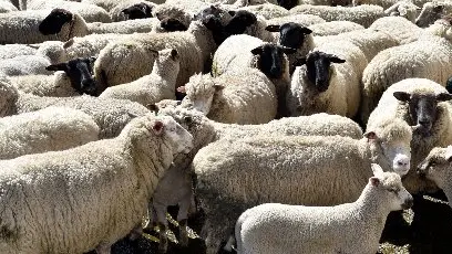 Profits of sheep, beef farmers dip