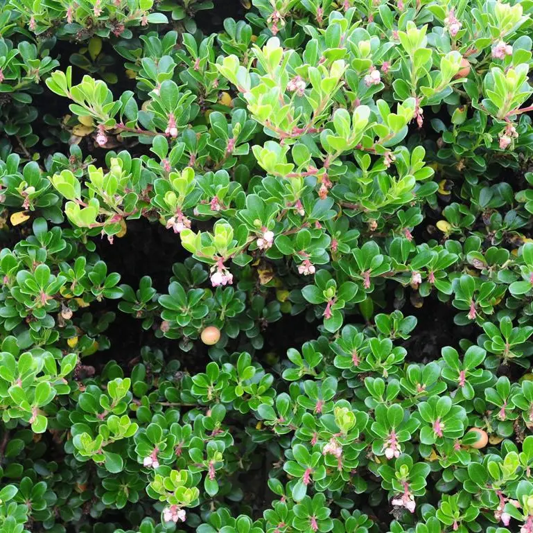 Plant life: Evergreen, ever-changing