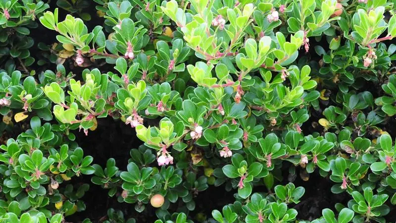 Plant life: Evergreen, ever-changing