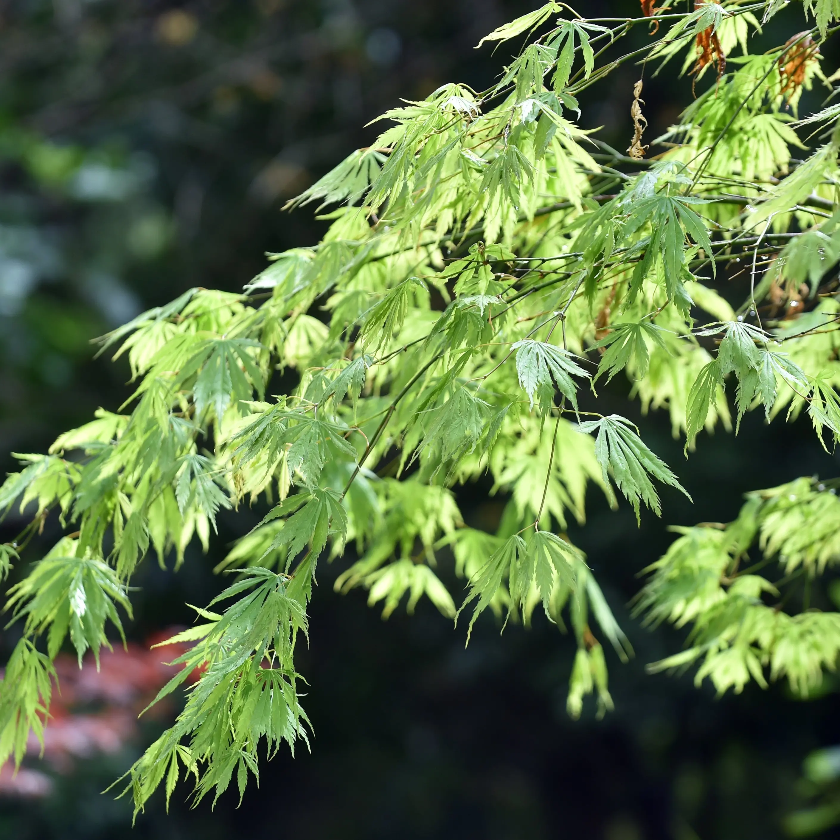 Maples also bring colour to spring