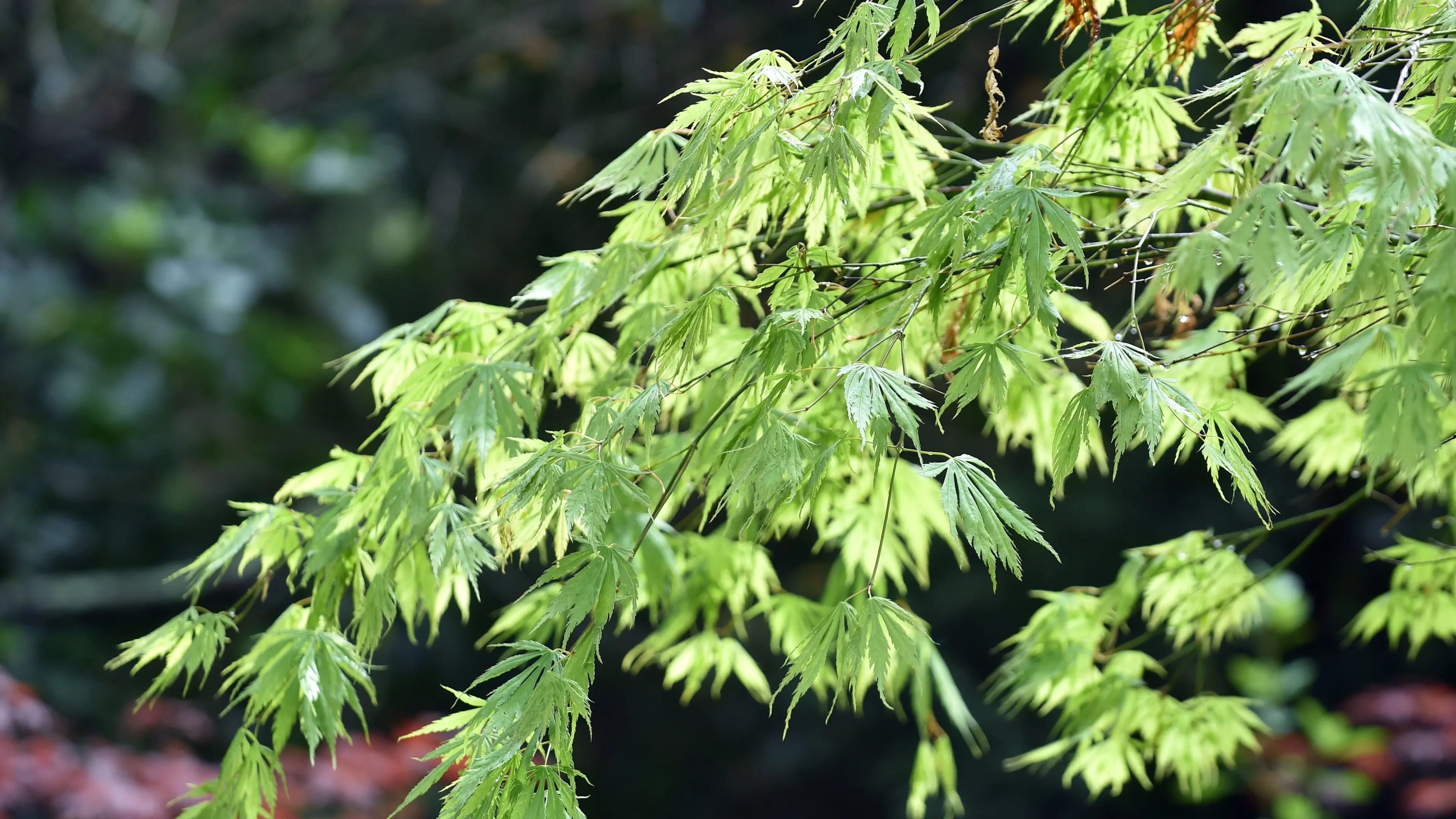 Maples also bring colour to spring
