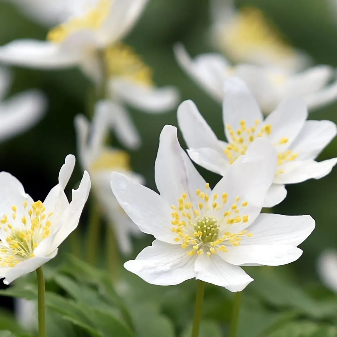 Stellar ground cover easy to care for