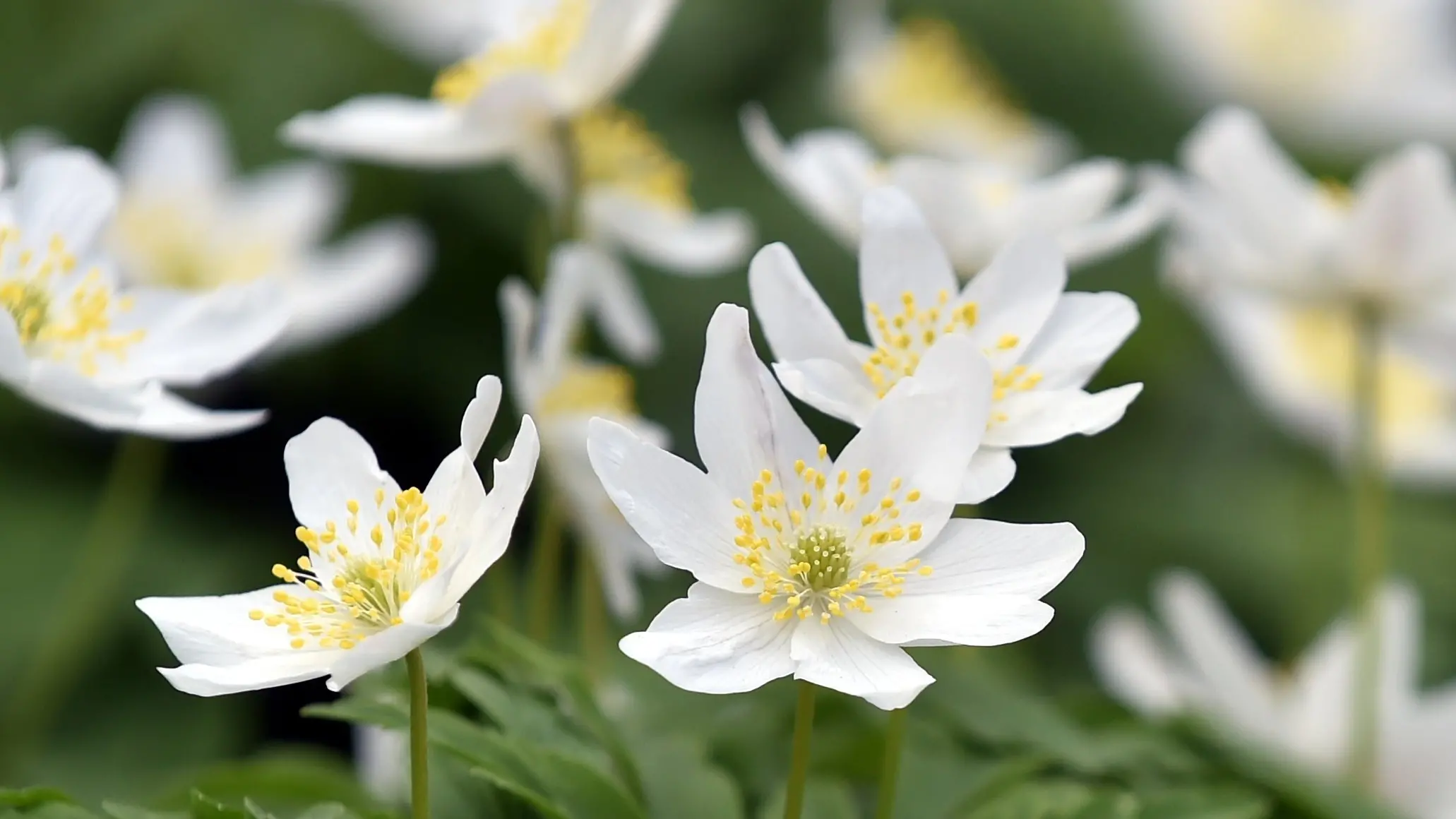 Stellar ground cover easy to care for