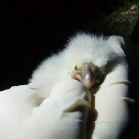 Two Kakapo chicks hatch