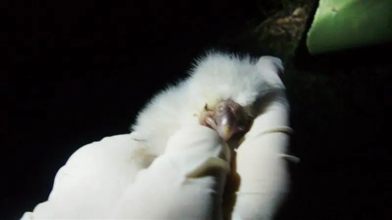 Two Kakapo chicks hatch