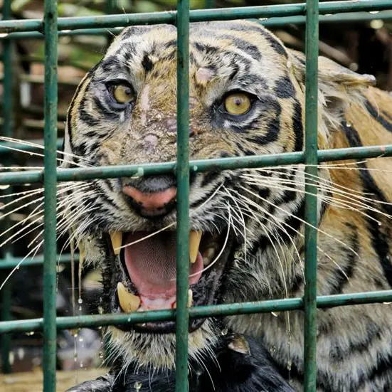 Catchers saving both tigers and humans