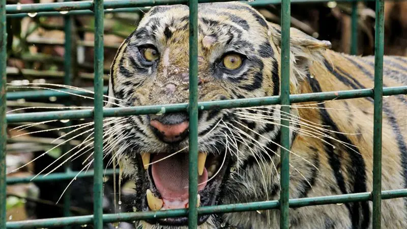 Catchers saving both tigers and humans
