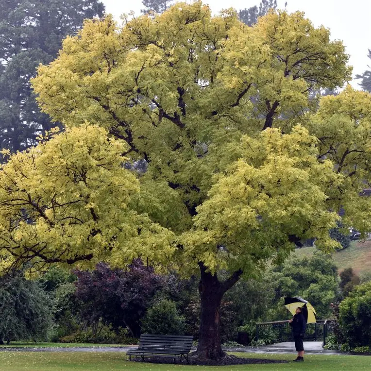 Golden ash has autumn's colour