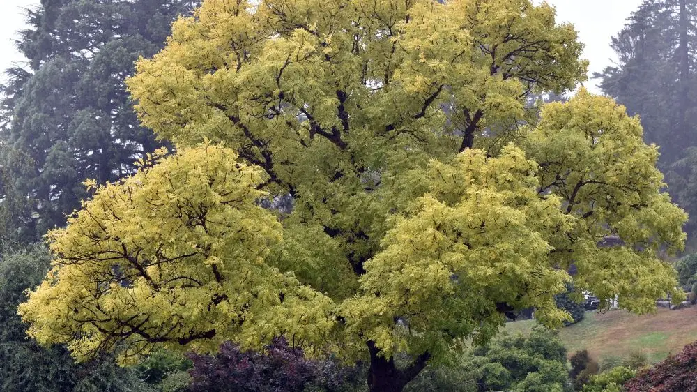 Golden ash has autumn's colour