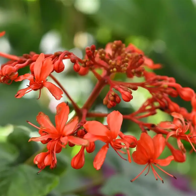 Graceful flowers for many situations