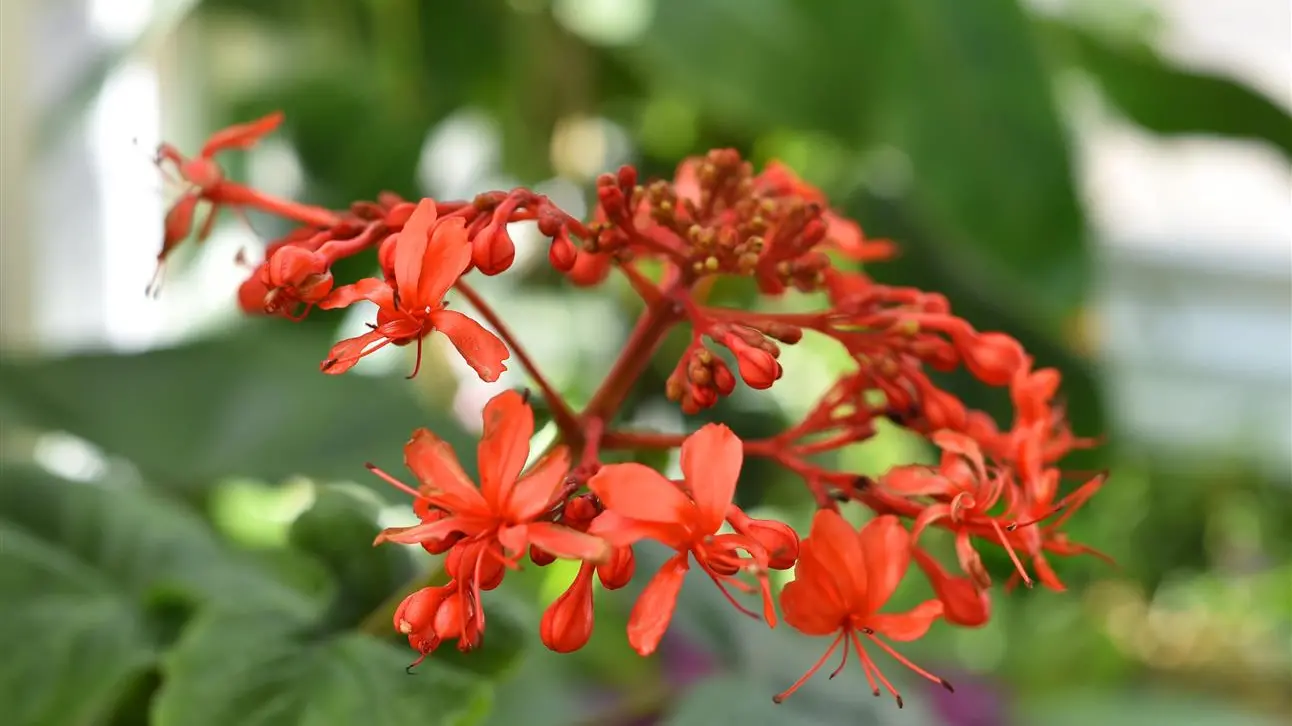 Graceful flowers for many situations