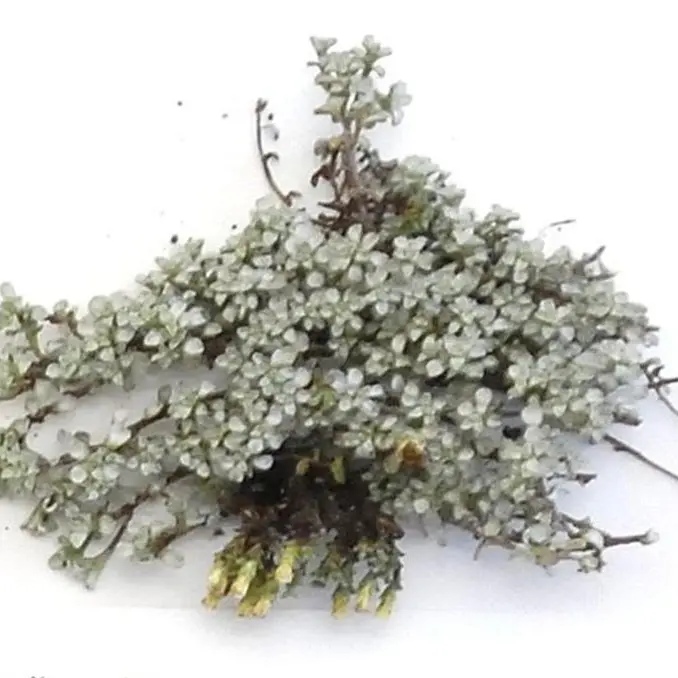 Plant life: Tactile, diverse and fascinating