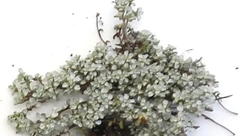 Plant life: Tactile, diverse and fascinating