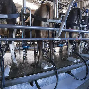 Farmers pool resources to keep milking