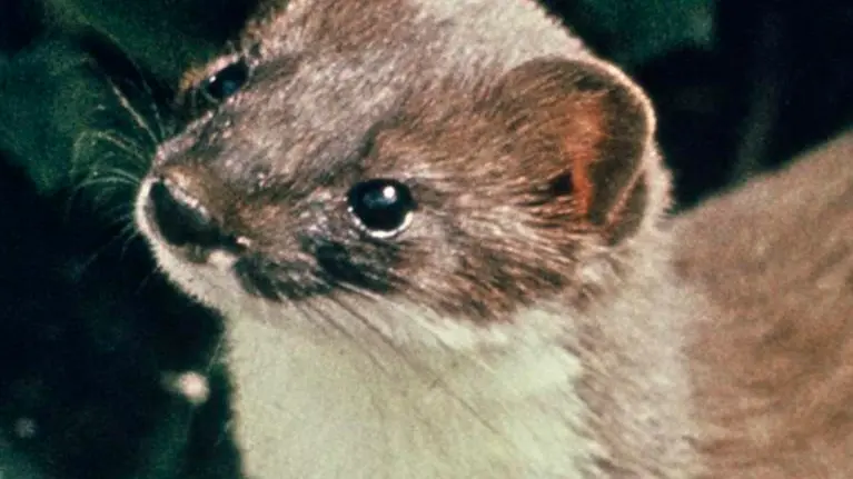 ‘Intense’ pest control too expensive