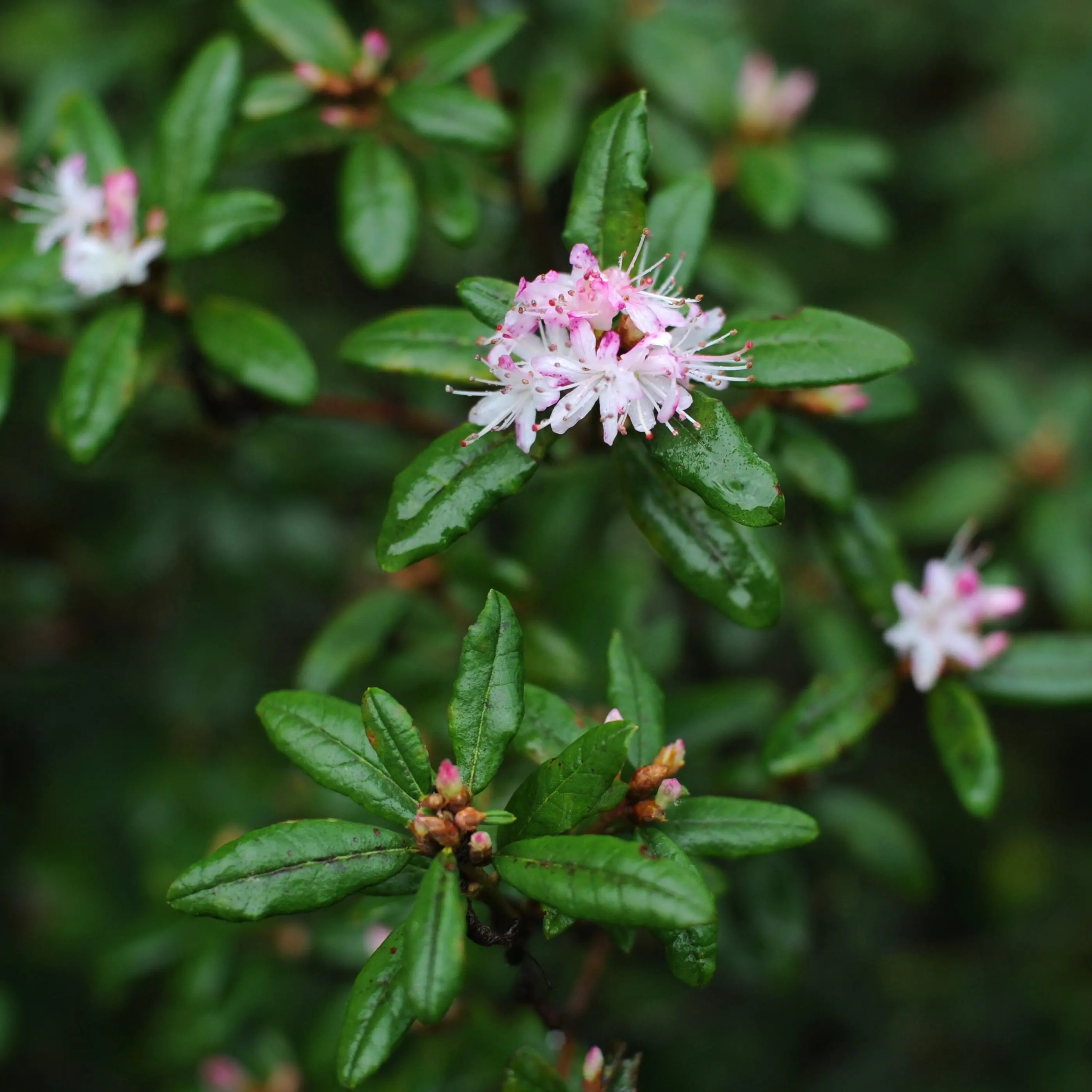 Rhodos suited to garden’s dry spots