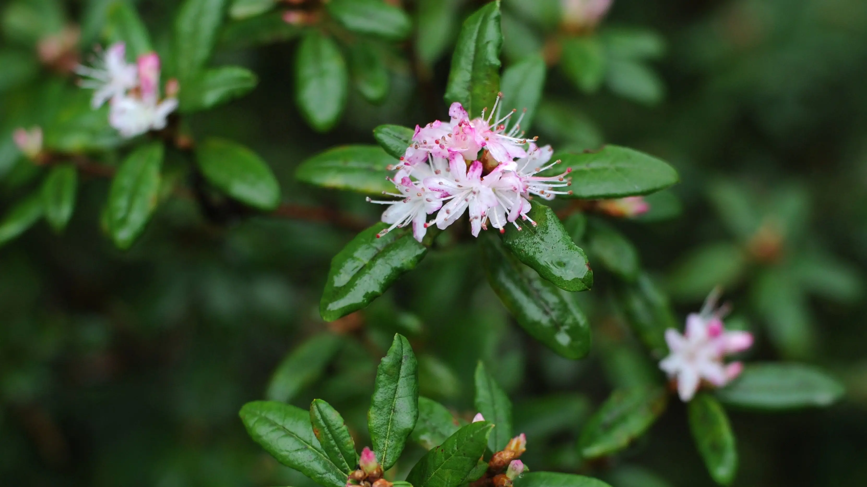 Rhodos suited to garden’s dry spots