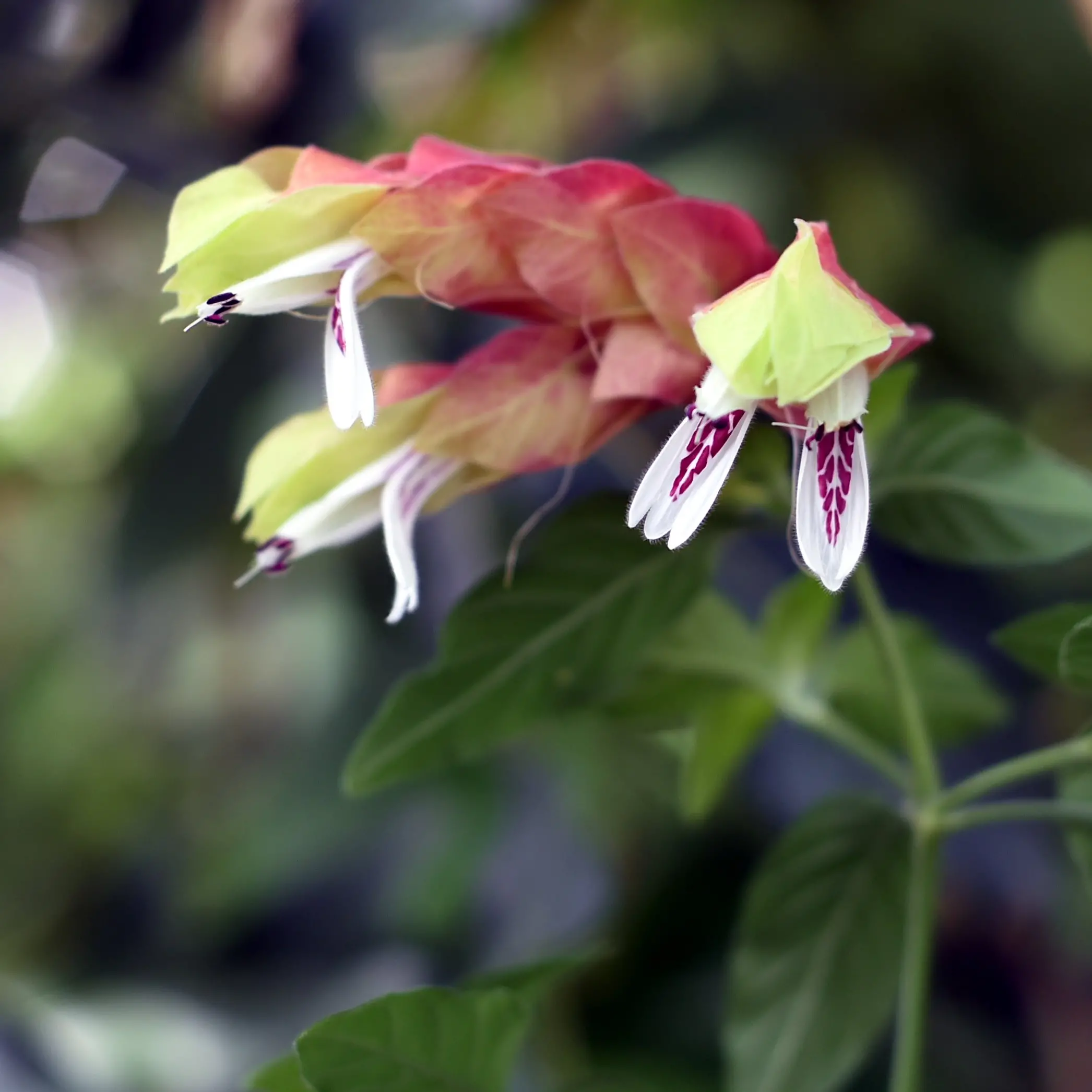 Shrimp plant delights