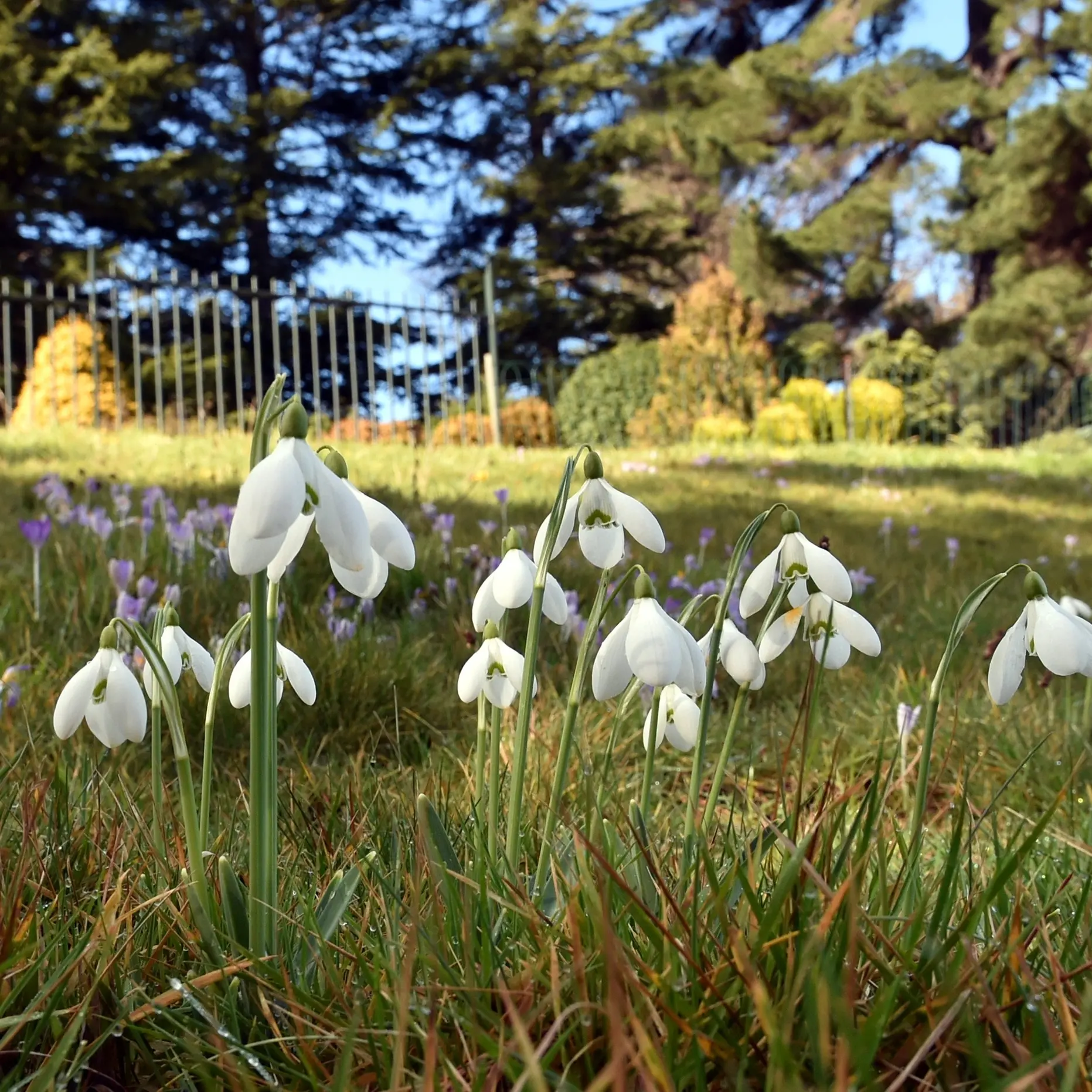 Garden’s snowdrops flowering