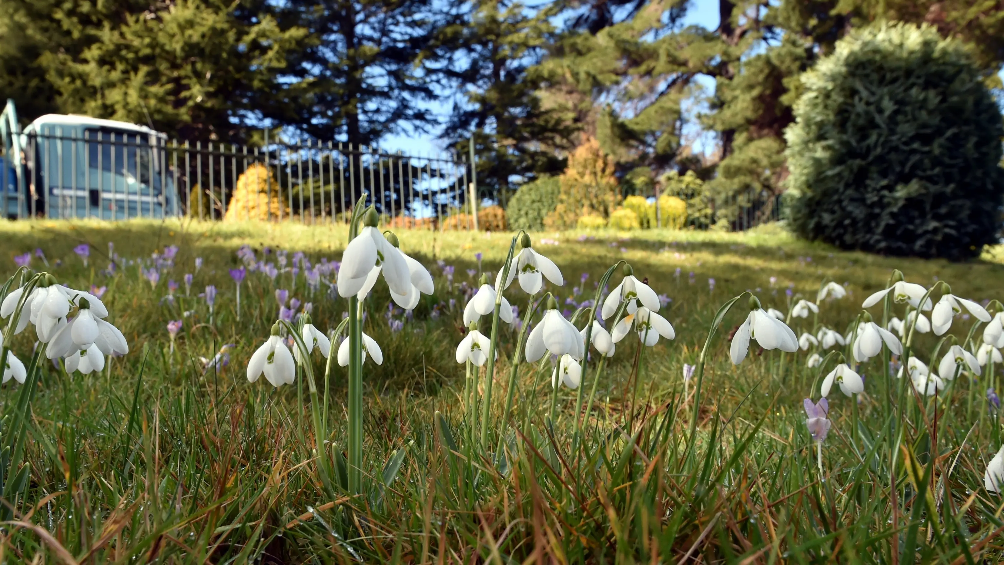 Garden’s snowdrops flowering