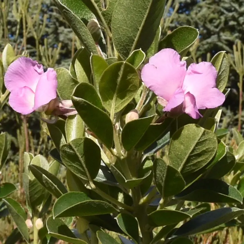 Enjoy the fragrant smell of spring