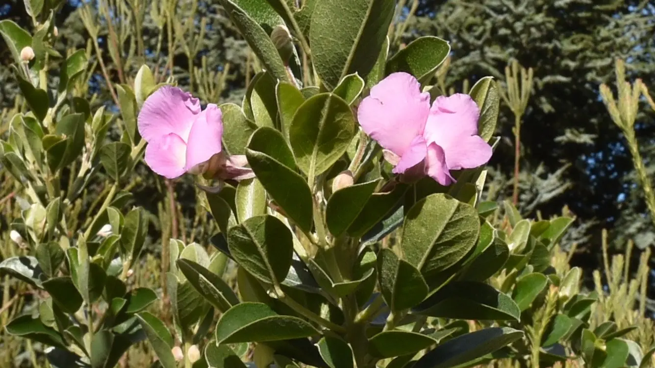 Enjoy the fragrant smell of spring