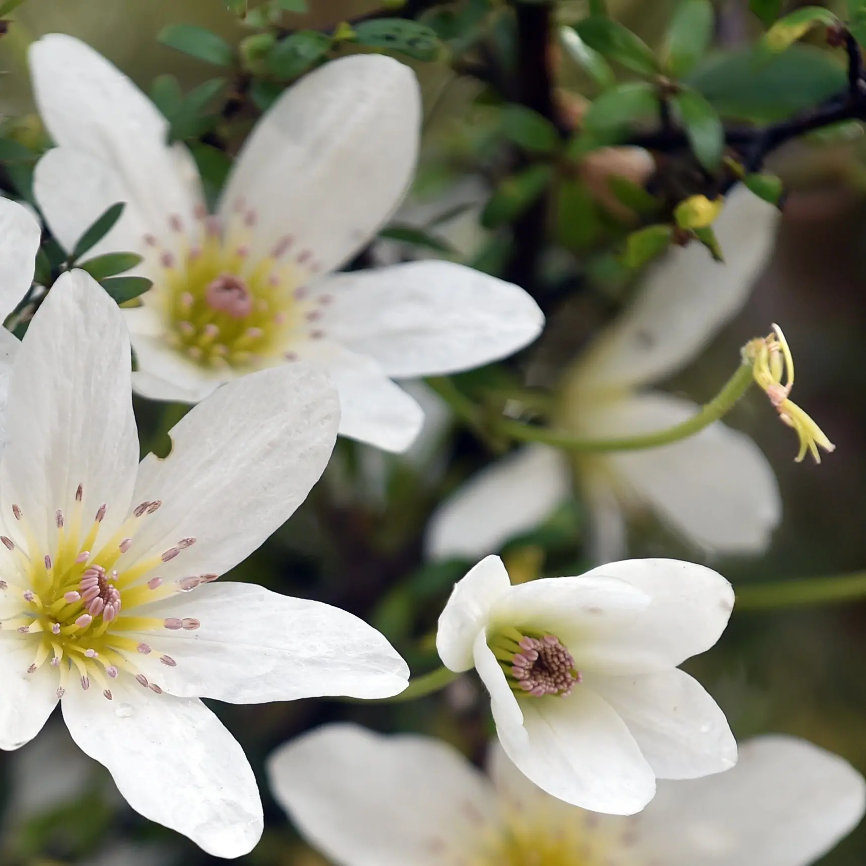 Forest plant with pure white blooms starring