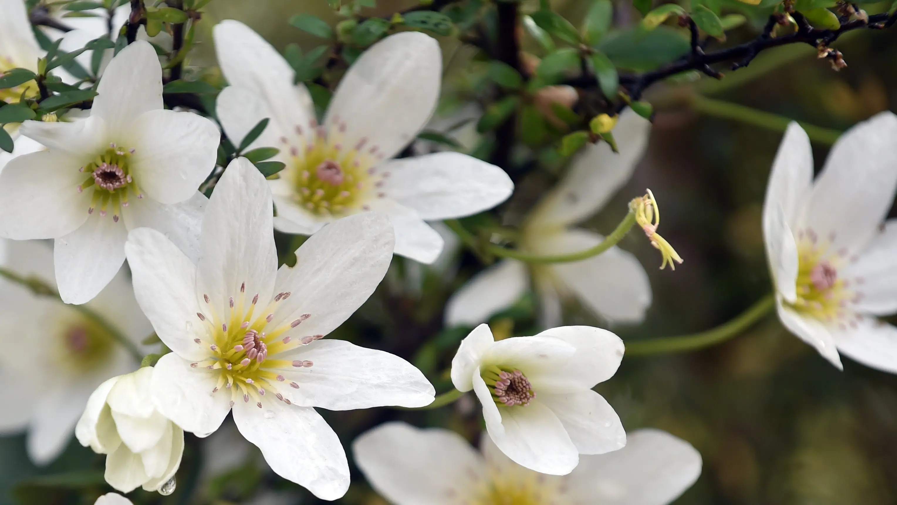 Forest plant with pure white blooms starring