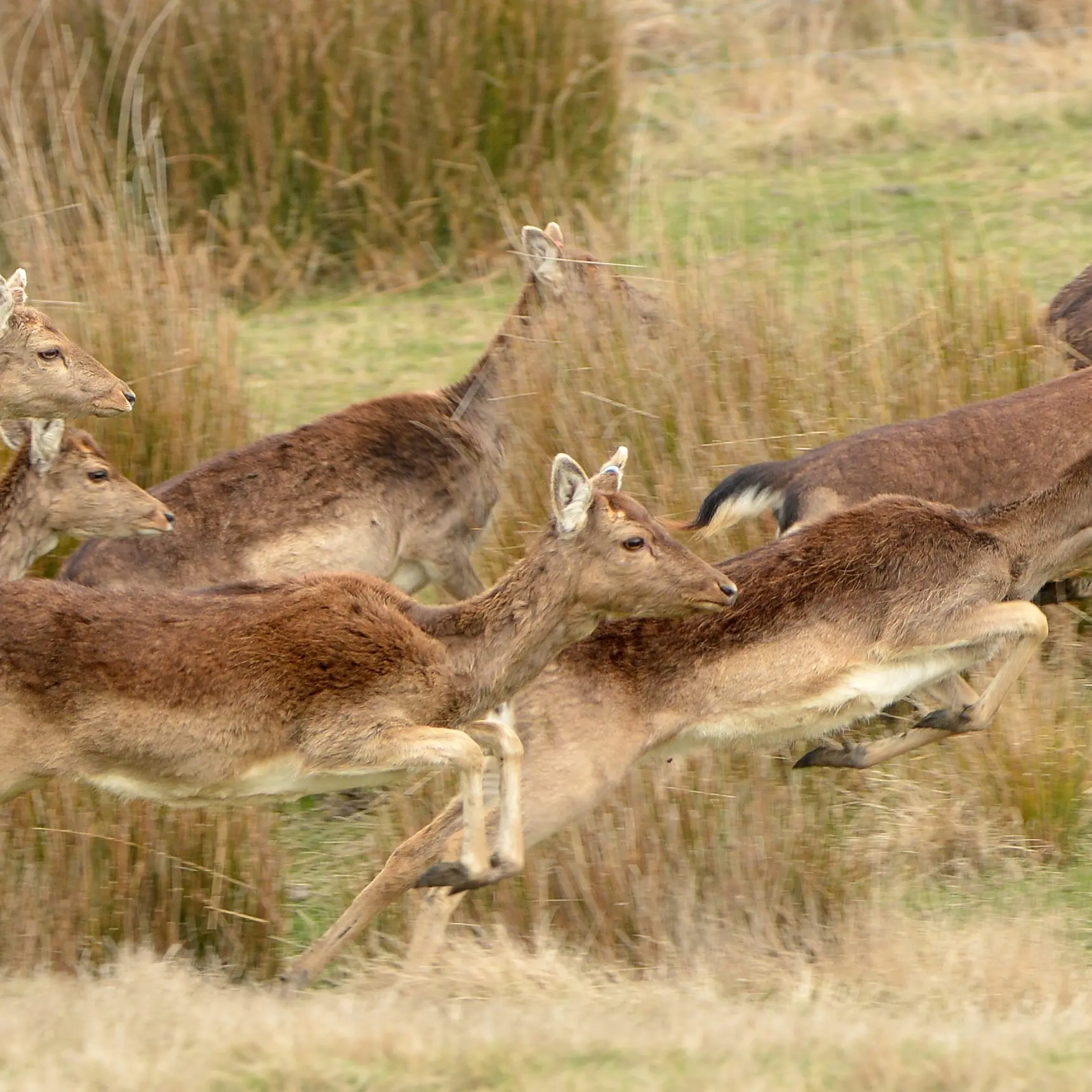 Fallow deer good meat and 'brilliant’ pets