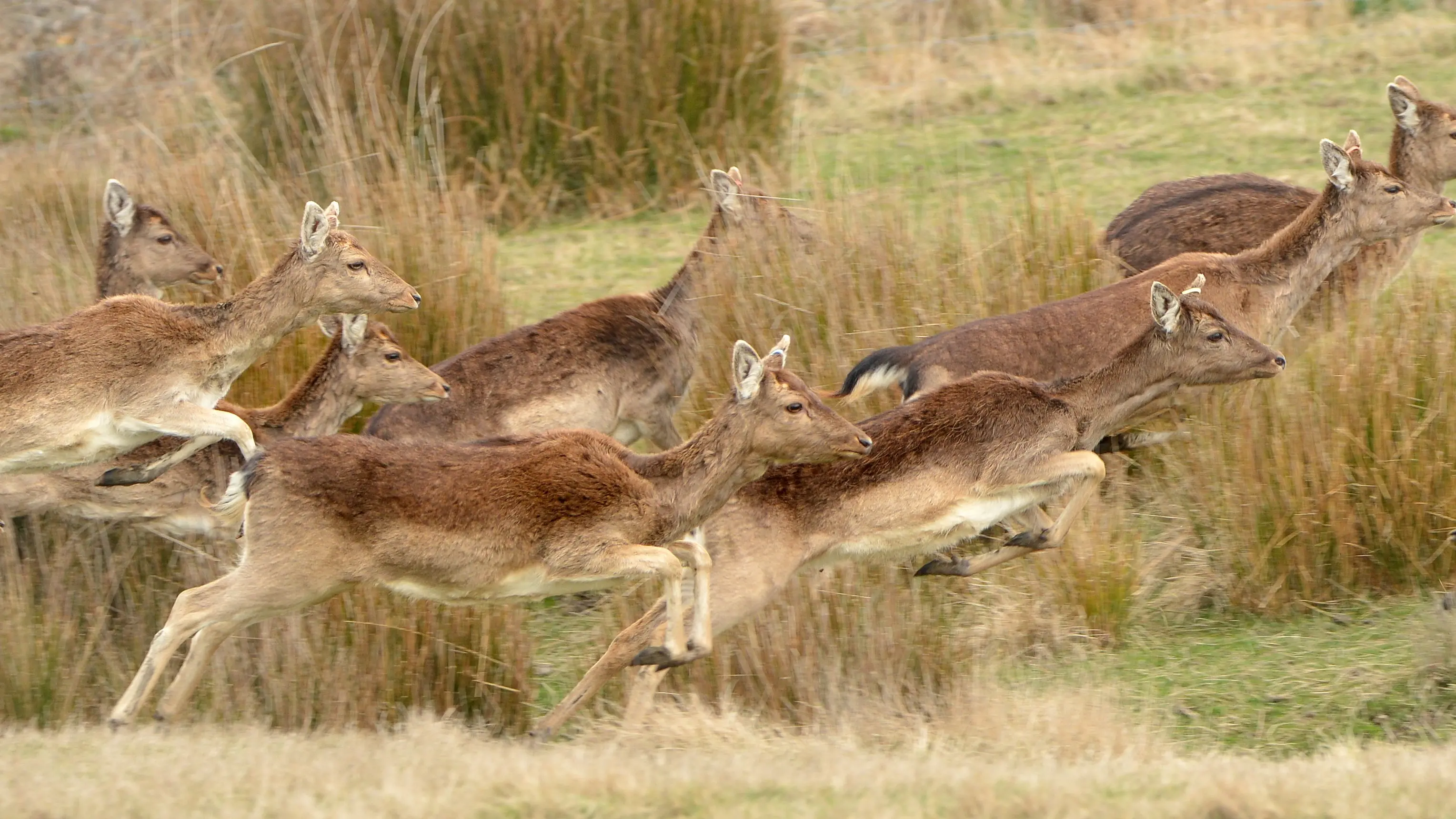 Fallow deer good meat and 'brilliant’ pets