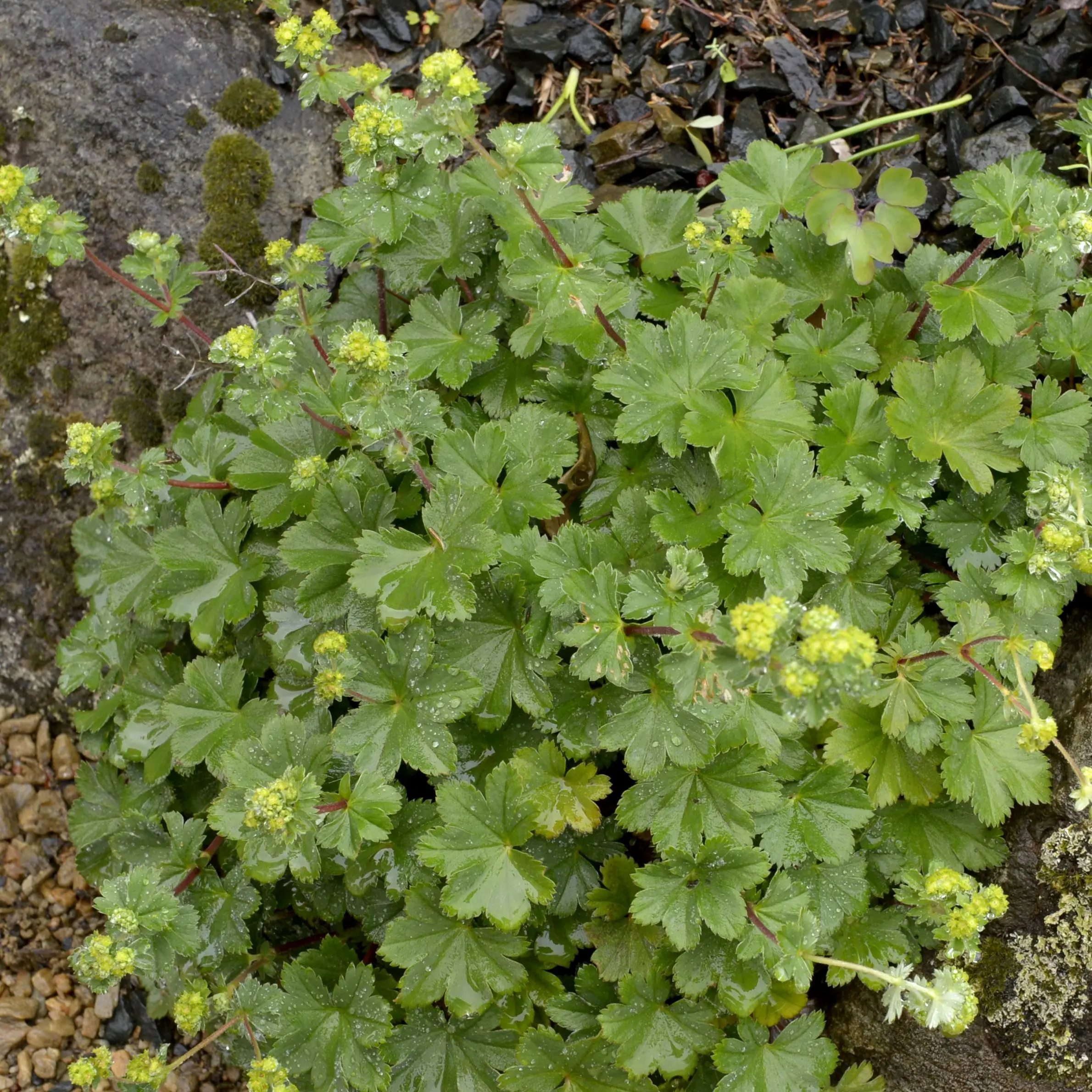 Lush foliage adds to garden
