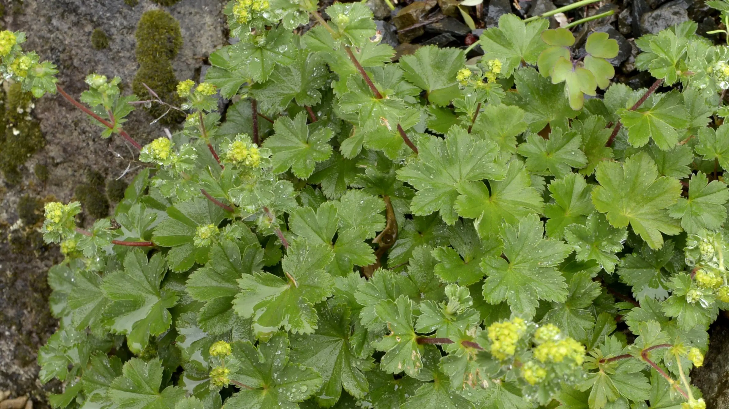 Lush foliage adds to garden