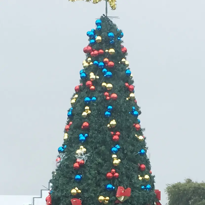Damaged tree to be removed