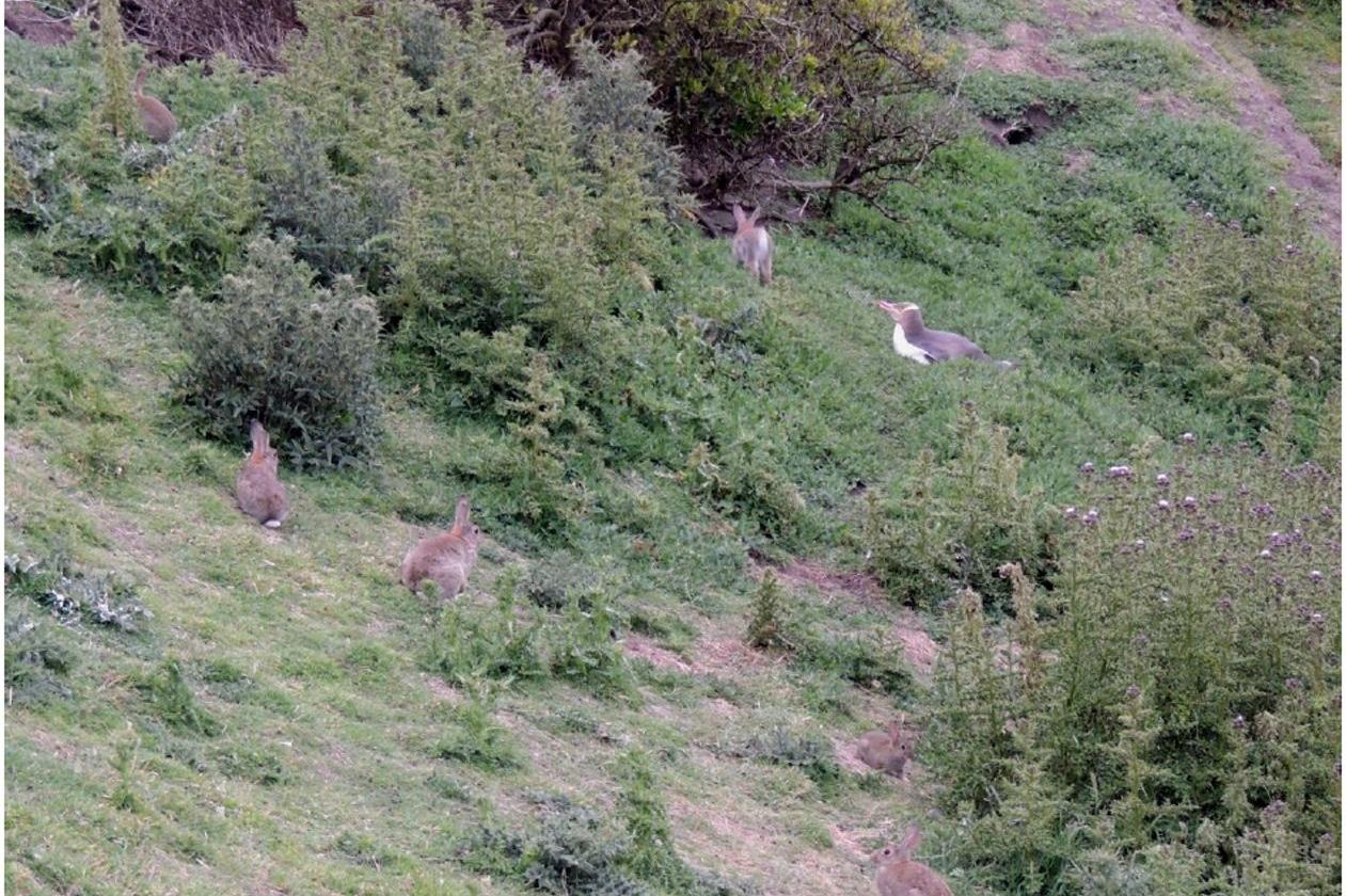 Rabbits run rampant at penguin spot