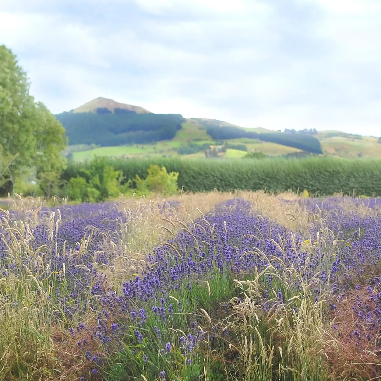 Mosgiel lavender farm stops harvesting