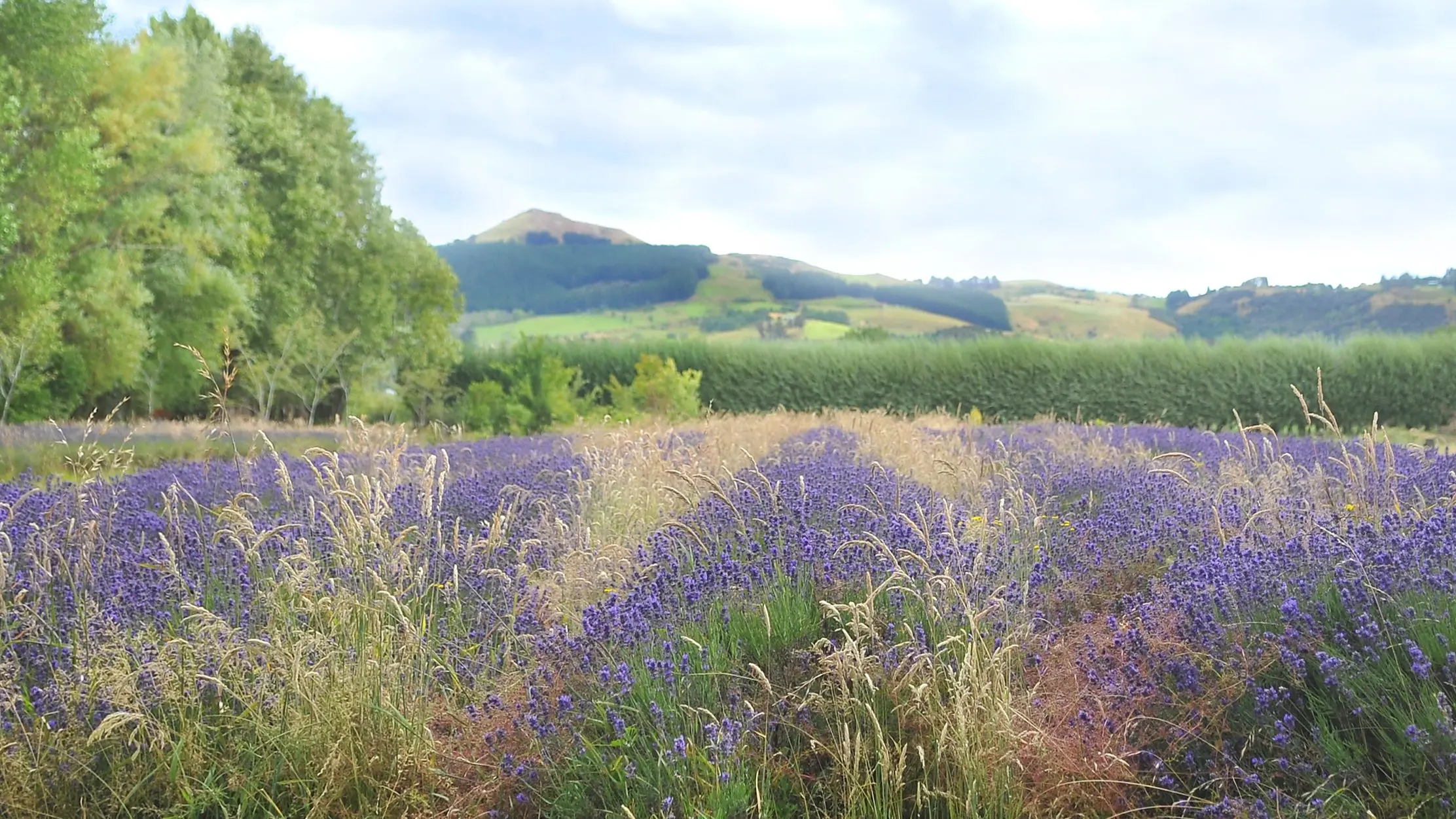 Mosgiel lavender farm stops harvesting