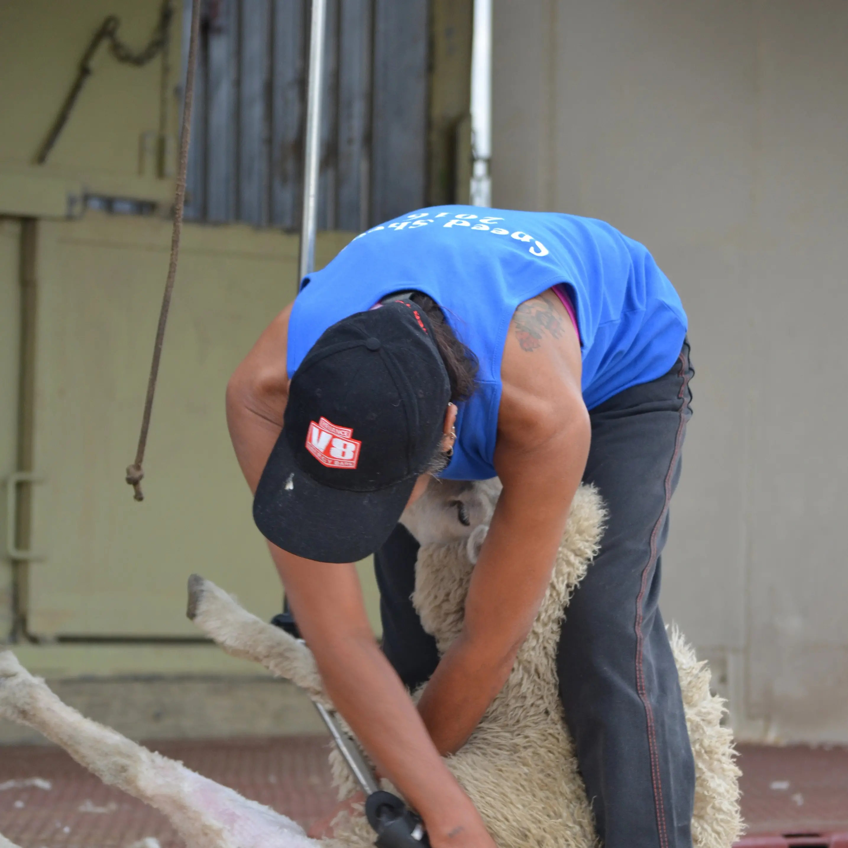 Speed shearing at Middlemarch