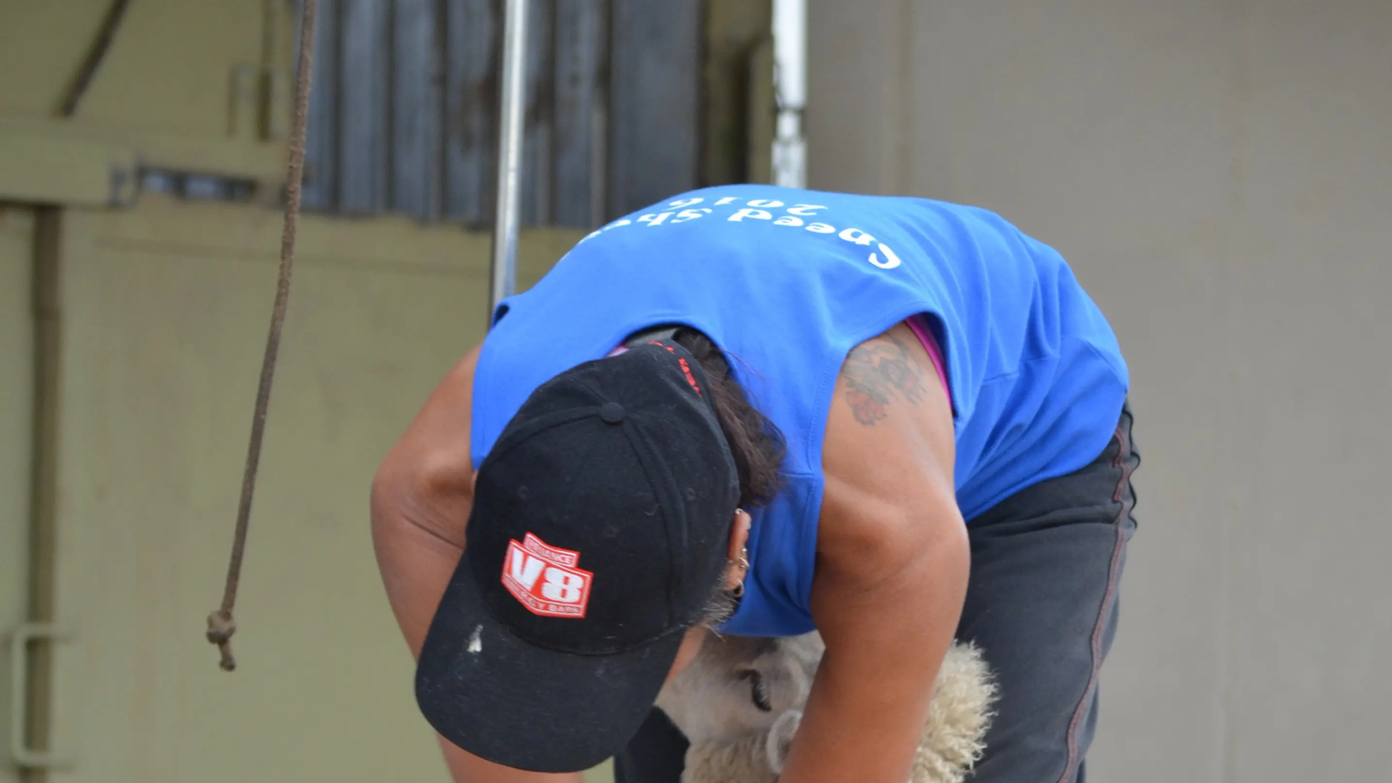 Speed shearing at Middlemarch