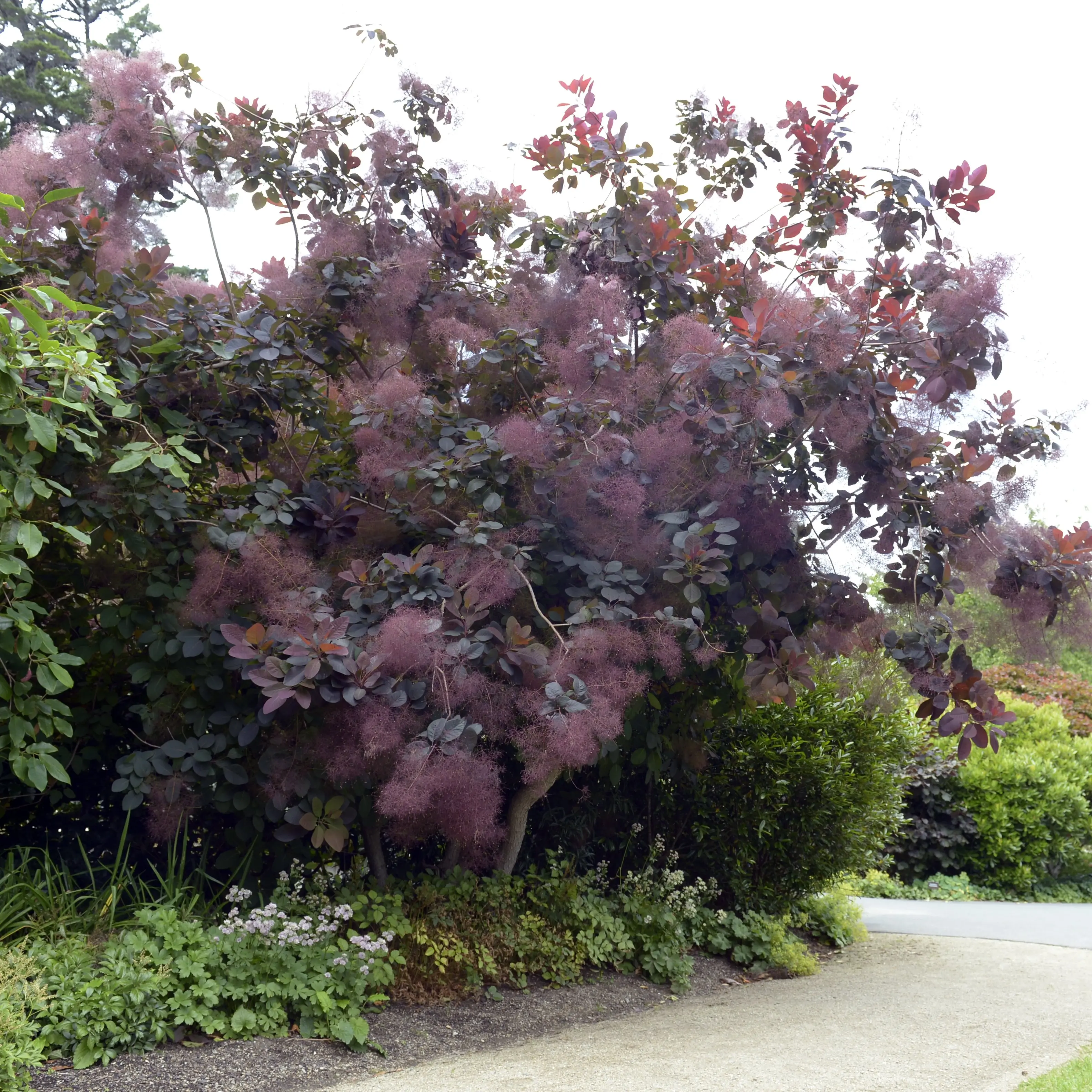 Smoke bush a winner no matter time of year