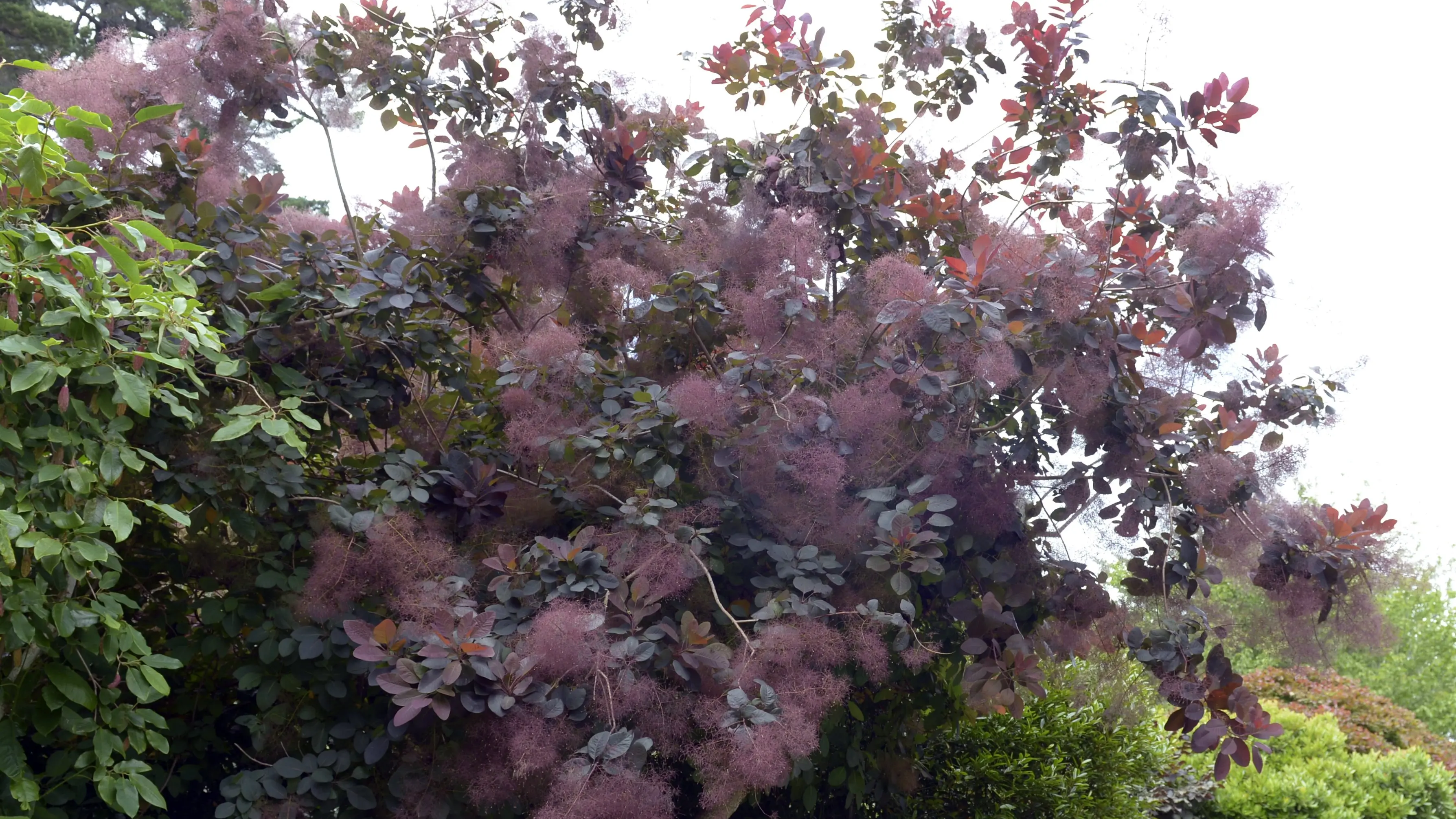 Smoke bush a winner no matter time of year