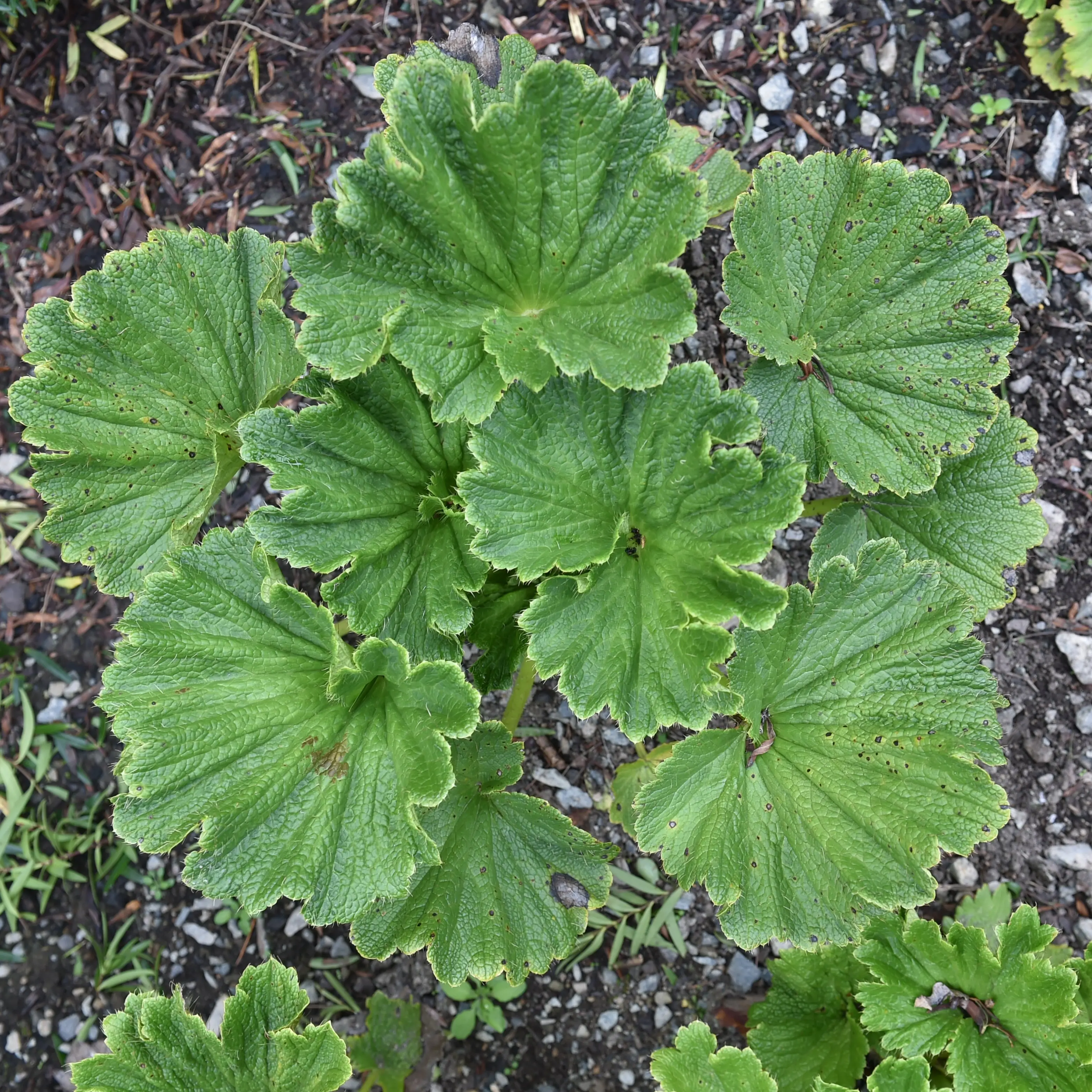 Islands' biodiversity reflected in plant species