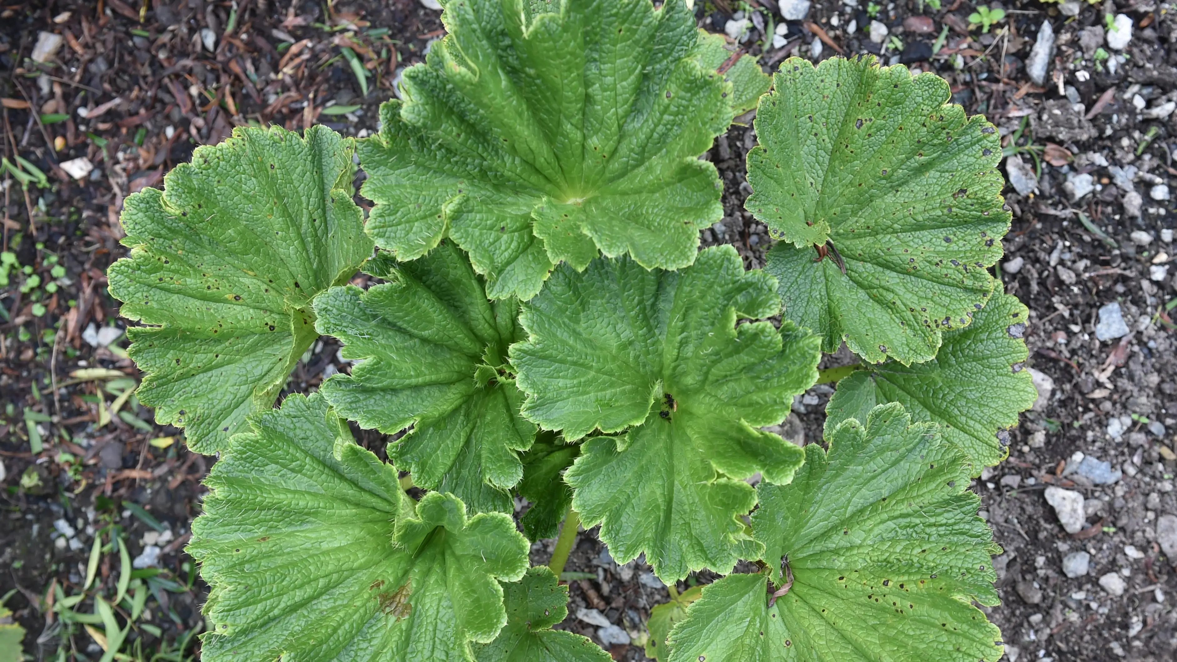 Islands' biodiversity reflected in plant species