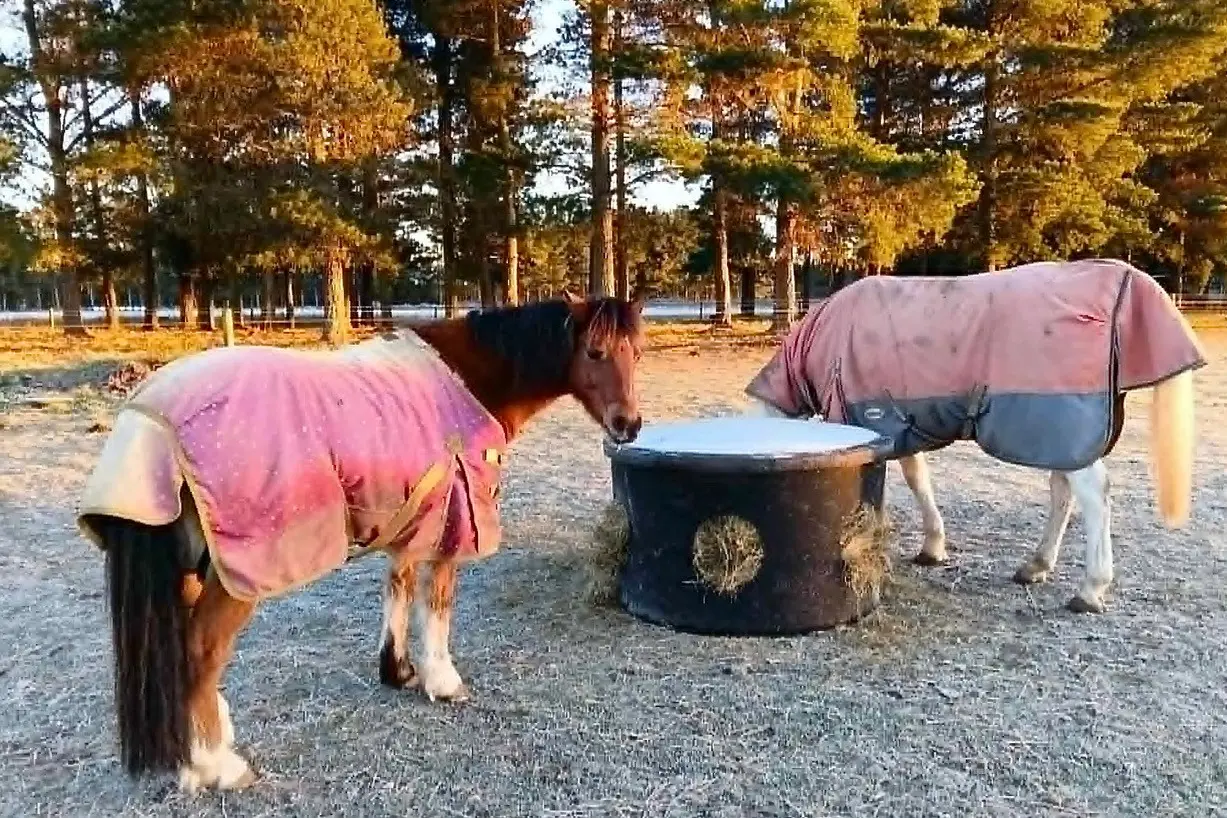 Bars open . . . Hay wastage is minimised by using the New-Zealand-made, portable Hay Bar, a new  product designed and being sold by West Eyreton equestrian Amanda Scott-Richards. PHOTO: SUPPLIED